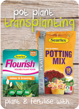 Transplanting pot plants - reduce transplant shock Searles Gardening